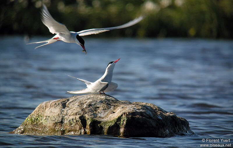 Arctic Tern adult breeding, Behaviour