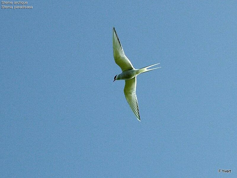 Arctic Ternadult breeding, Flight