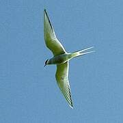 Arctic Tern