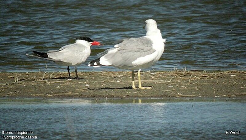 Caspian Tern, identification