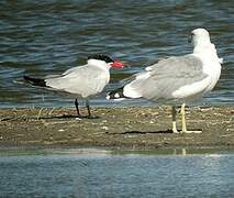 Caspian Tern