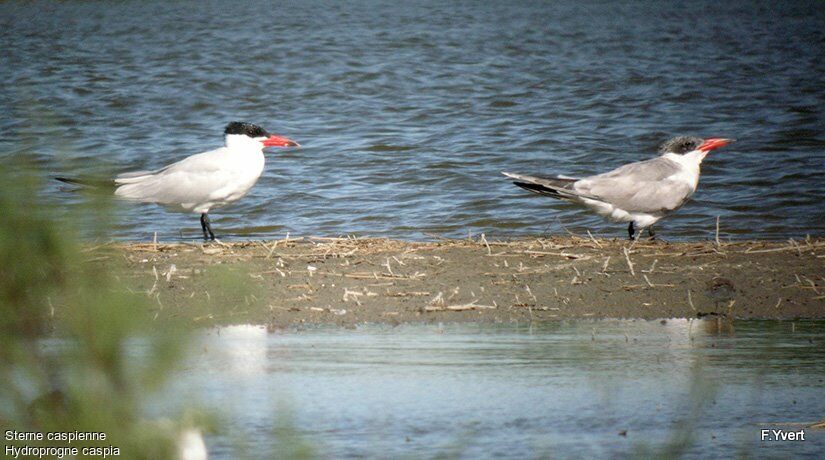 Caspian Tern, identification