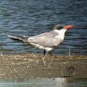 Caspian Tern