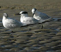 Sandwich Tern