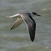 Sandwich Tern