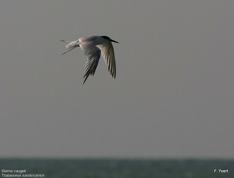 Sandwich Ternadult, Flight