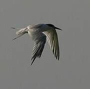 Sandwich Tern