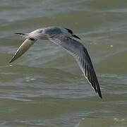 Sandwich Tern