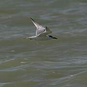 Sandwich Tern