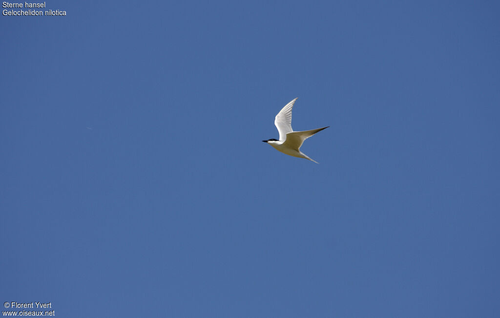 Gull-billed Ternadult, Flight