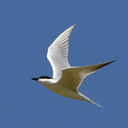 Gull-billed Tern