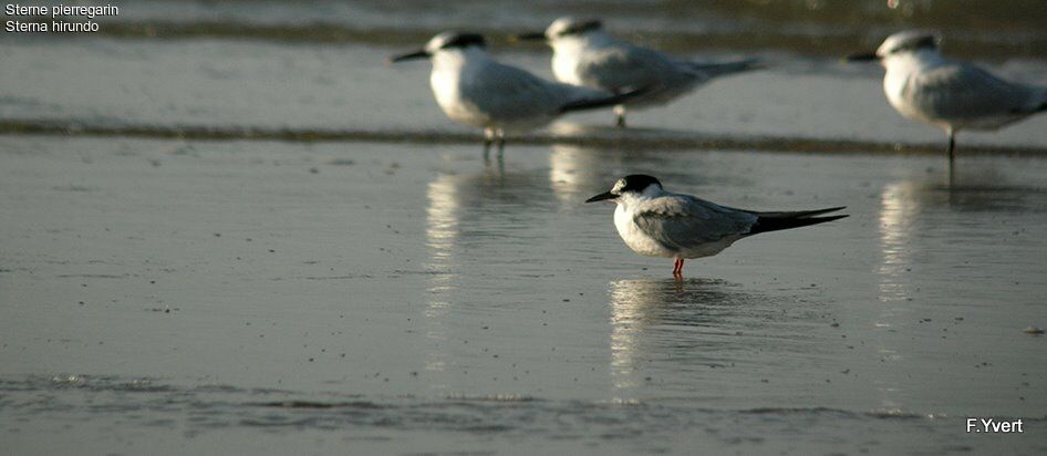 Common Tern, identification