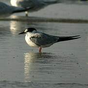 Common Tern