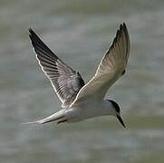 Common Tern