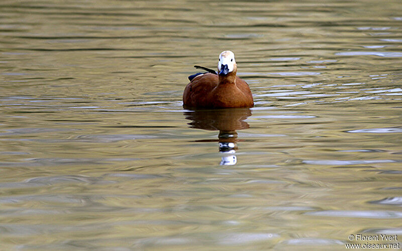 Ruddy Shelduckadult