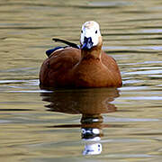 Ruddy Shelduck