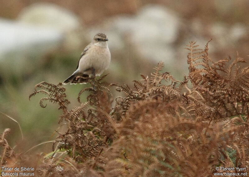 Tarier de Sibérie1ère année, identification