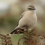 Siberian Stonechat