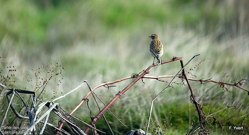 Whinchat