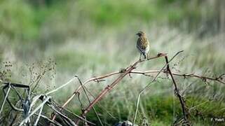 Whinchat