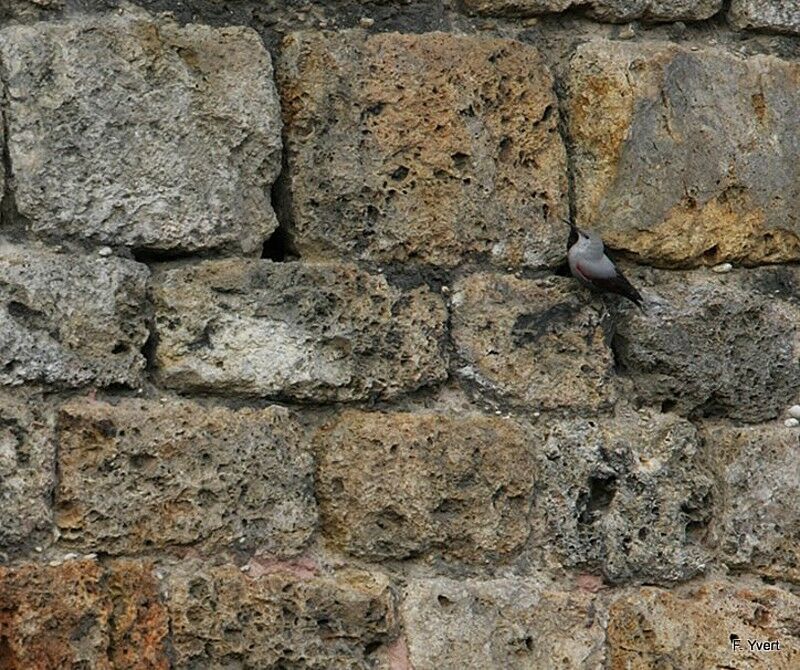 Wallcreeper