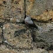 Wallcreeper