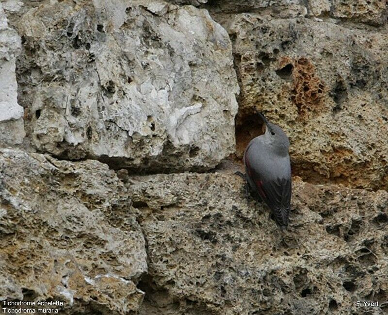 Wallcreeperadult post breeding, identification