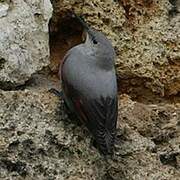 Wallcreeper