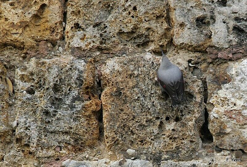 Wallcreeper