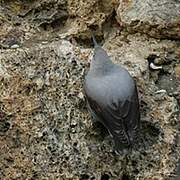 Wallcreeper