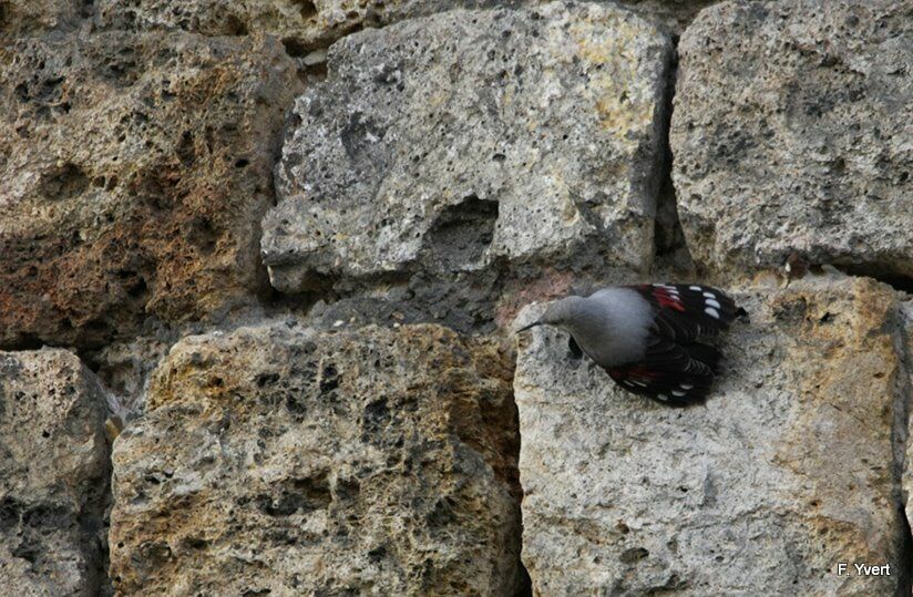 Wallcreeper