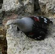 Wallcreeper