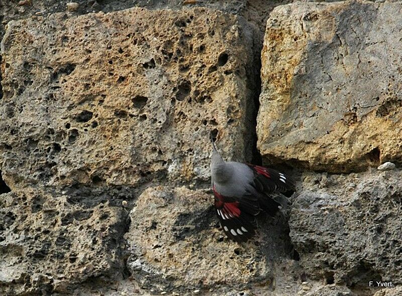 Wallcreeper