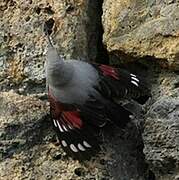 Wallcreeper