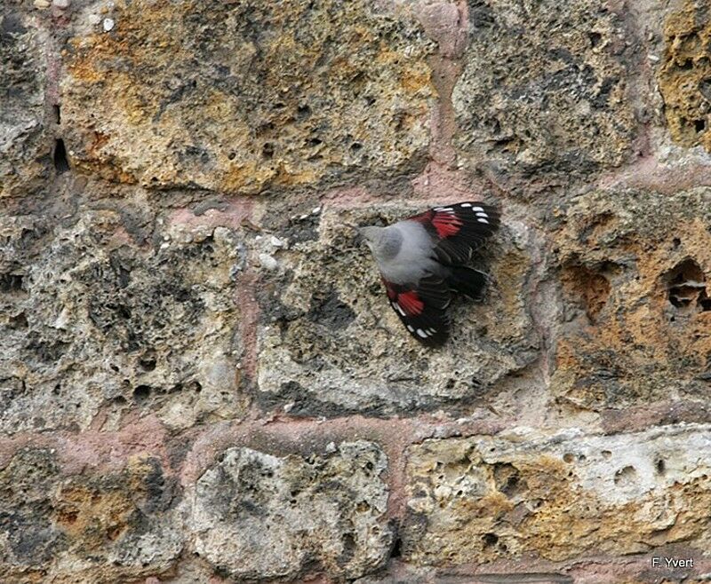 Wallcreeper