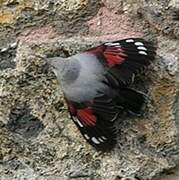 Wallcreeper