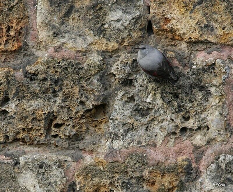 Wallcreeper