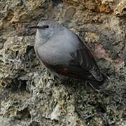 Wallcreeper