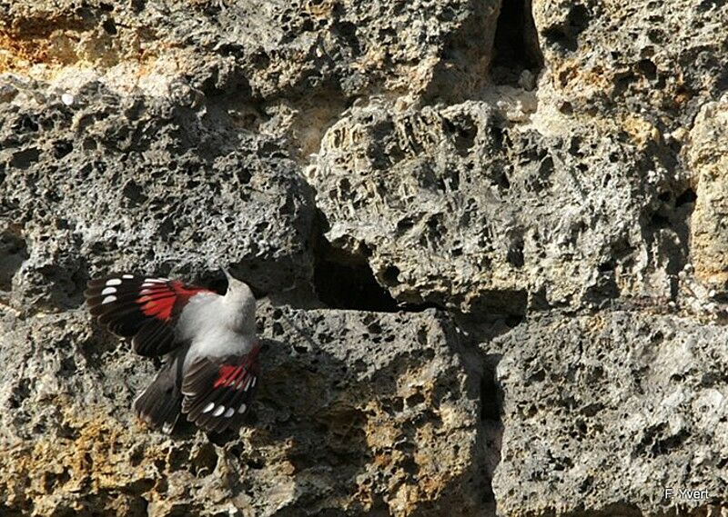 Wallcreeper