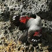 Wallcreeper