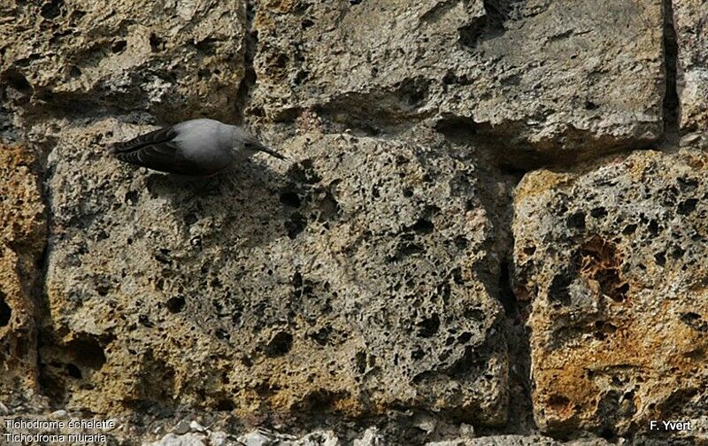 Wallcreeperadult post breeding, identification, feeding habits