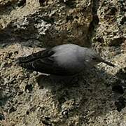 Wallcreeper