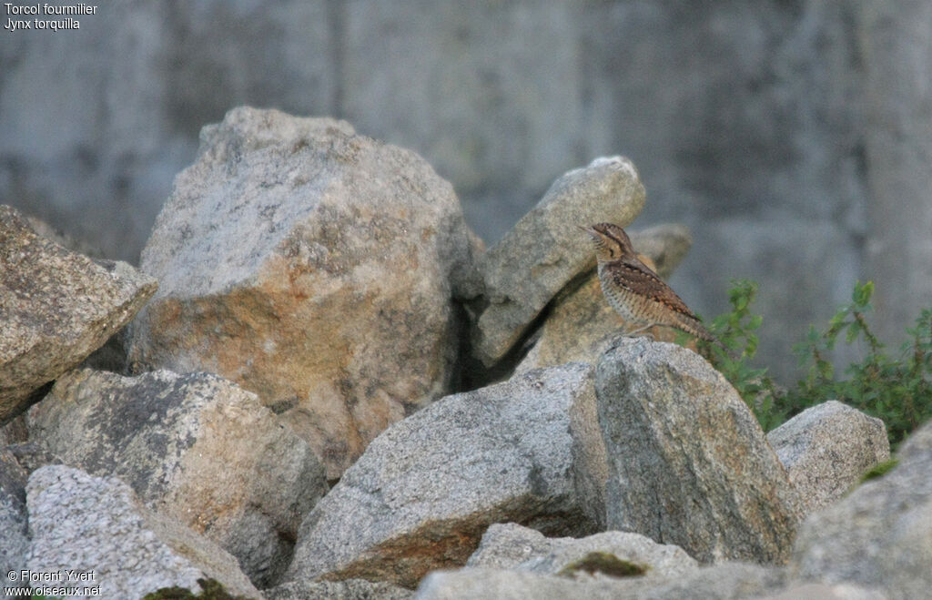 Eurasian Wryneck, identification, Behaviour