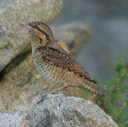 Eurasian Wryneck