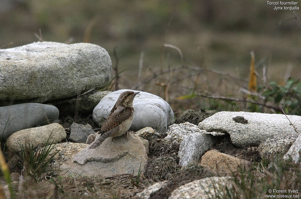 Eurasian Wryneck