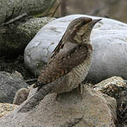 Eurasian Wryneck