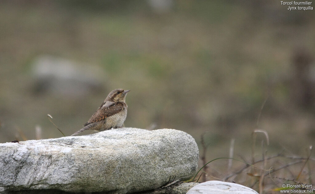 Eurasian Wryneck