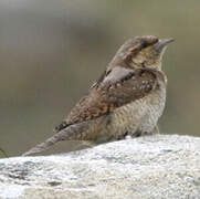 Eurasian Wryneck