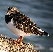 Ruddy Turnstone