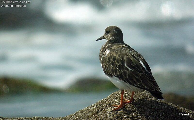 Tournepierre à collier, identification